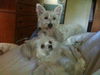 Scooter Powderpuff Chinese Crested