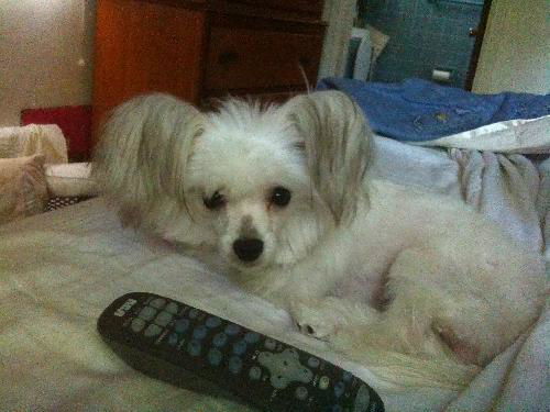 Scooter Powderpuff Chinese Crested