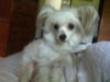 Scooter Powderpuff Chinese Crested