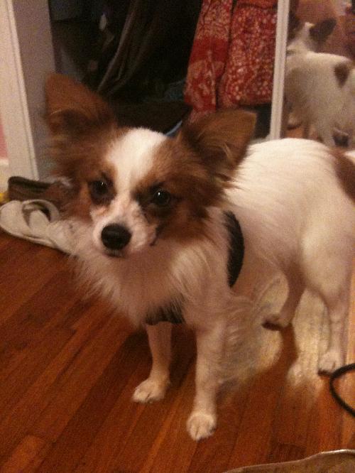 Rocky the Little Papillion