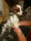 Rocky the Little Papillion