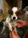 Rocky the Little Papillion