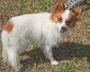 Rocky the Little Papillion