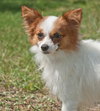 Rocky the Little Papillion