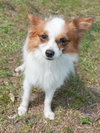 Rocky the Little Papillion