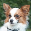 Rocky the Little Papillion