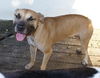 Ginger the Boxer Mix