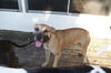 Ginger the Boxer Mix