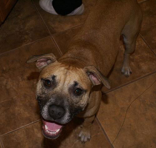 Ginger the Boxer Mix