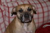 Ginger the Boxer Mix
