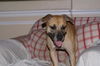 Ginger the Boxer Mix