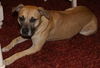 Ginger the Boxer Mix