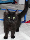 Rose the Love Bug Kitten