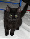 Rose the Love Bug Kitten