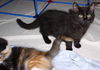Rose the Love Bug Kitten