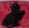 Rose the Love Bug Kitten