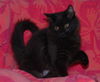 Rose the Love Bug Kitten