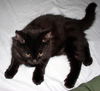 Petunia the Sweetheart Kitten