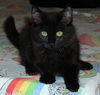 Petunia the Sweetheart Kitten