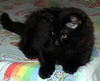 Petunia the Sweetheart Kitten