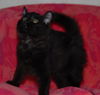 Petunia the Sweetheart Kitten