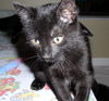 Cosmos the Lap Hogging Kitten