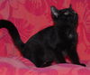 Cosmos the Lap Hogging Kitten