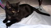 Aster the Kitten with the Mighty Purr!