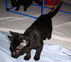Aster the Kitten with the Mighty Purr!