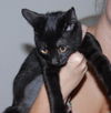 Aster the Kitten with the Mighty Purr!
