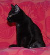 Aster the Kitten with the Mighty Purr!
