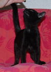 Aster the Kitten with the Mighty Purr!