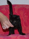 Aster the Kitten with the Mighty Purr!