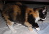 Marigold the Adorable Kitten