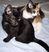 Marigold the Adorable Kitten