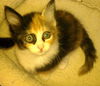 Marigold the Adorable Kitten