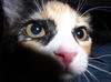 Marigold the Adorable Kitten