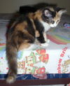 Marigold the Adorable Kitten