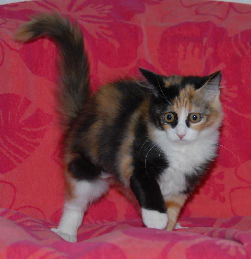 Marigold the Adorable Kitten