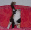 Marigold the Adorable Kitten