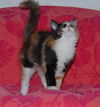 Marigold the Adorable Kitten