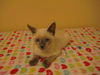 Shilo the Siamese Kitten