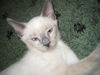 Shilo the Siamese Kitten