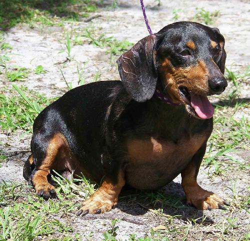 Diego the Dachshund