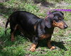 Diego the Dachshund