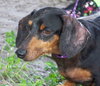 Diego the Dachshund