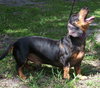 Diego the Dachshund