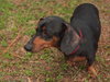Diego the Dachshund