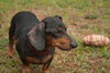 Diego the Dachshund