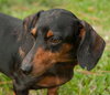 Diego the Dachshund